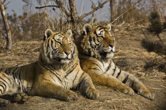 Imagem de Tigre-siberiano