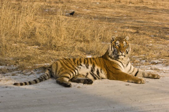 Imagem de Tigre-siberiano