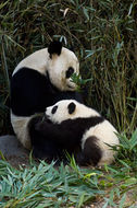 Image of Giant Panda