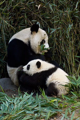 Image of Giant Panda