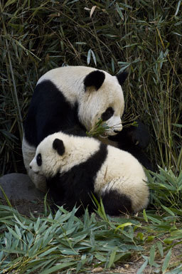 Image of Giant Panda