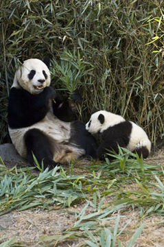 Image of Giant Panda