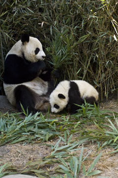 Image of Giant Panda