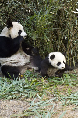 Image of Giant Panda