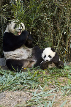 Image of Giant Panda