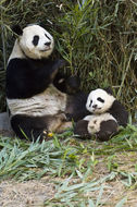 Image of Giant Panda