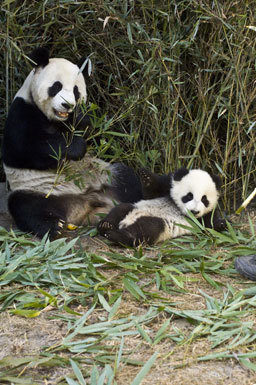 Image of Giant Panda