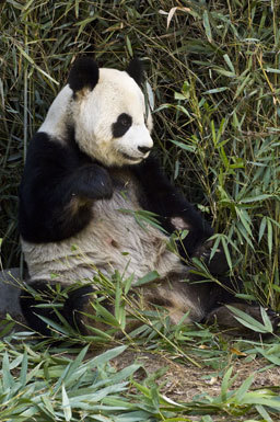 Image of Giant Panda