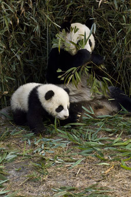 Image of Giant Panda