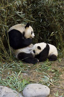 Image of Giant Panda