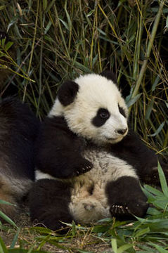 Image of Giant Panda