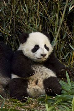 Image of Giant Panda