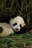 Image of Giant Panda