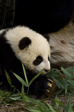 Image of Giant Panda