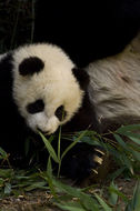 Image of Giant Panda