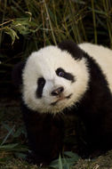 Image of Giant Panda