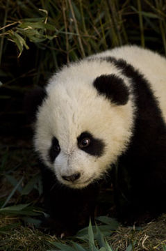 Image of Giant Panda