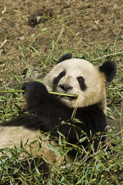 Image of Giant Panda