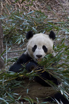 Image of Giant Panda