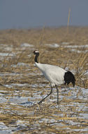 Image of Japanese Crane