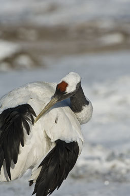 Image of Japanese Crane