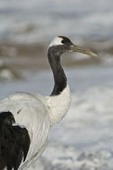 Image of Japanese Crane