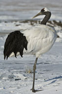 Image of Japanese Crane