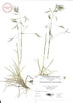 Image of hairgrass