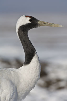 Image of Japanese Crane