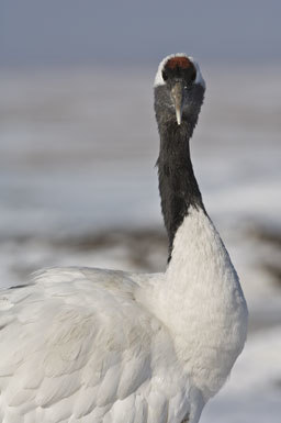 Image of Japanese Crane