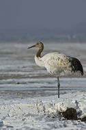 Image of Japanese Crane