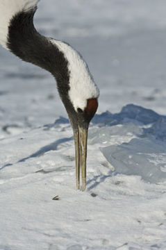 Image of Japanese Crane