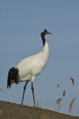 Image of Japanese Crane