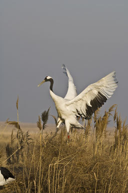 Image of Japanese Crane