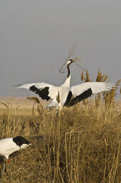 Image of Japanese Crane