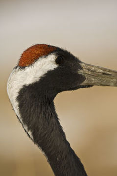 Image of Japanese Crane