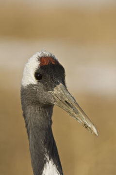 Image of Japanese Crane