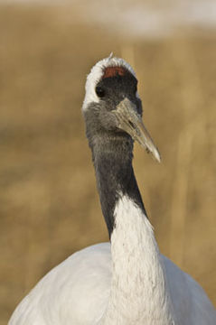 Image of Japanese Crane