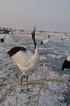 Image of Japanese Crane