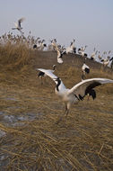 Image of Japanese Crane