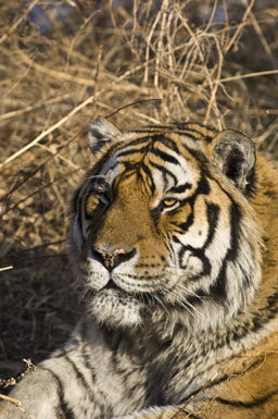 Image of Amur Tiger