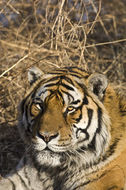 Image of Amur Tiger