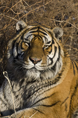 Image of Panthera tigris altaica Temminck 1844