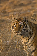 Image of Amur Tiger