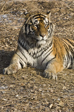 Imagem de Tigre-siberiano