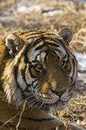 Image of Amur Tiger