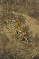 Image of Amur Tiger