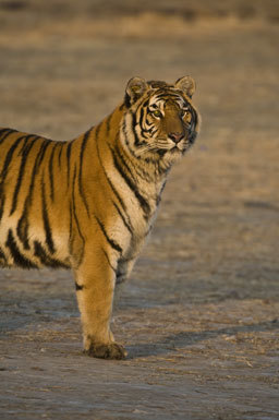 Image of Amur Tiger