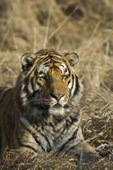 Image of Amur Tiger