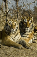 Image of Amur Tiger